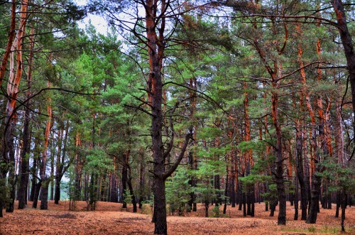 Эксклюзивные авторские фото - Kharkiv-Bezludovka-Forest (1).jpg