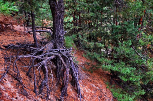 Эксклюзивные авторские фото - Kharkiv-Bezludovka-Forest (4).jpg