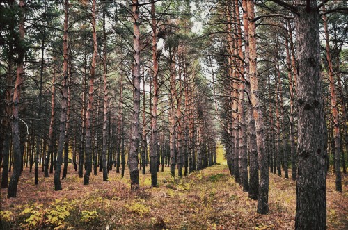 Эксклюзивные авторские фото - Pine-Forest-1.jpg