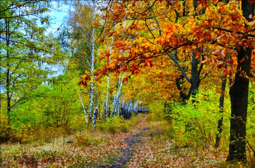 Эксклюзивные авторские фото - Golden-Forest-1.jpg