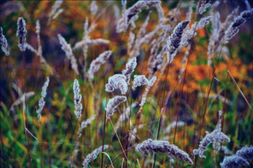 Эксклюзивные авторские фото - Grass-1.jpg