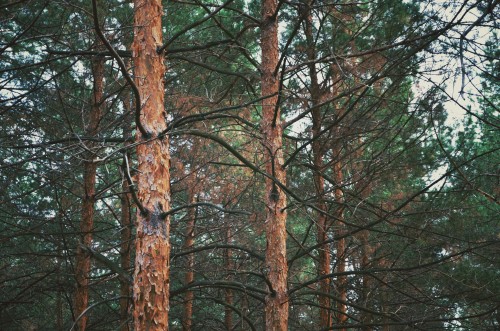 Эксклюзивные авторские фото - Green-Forest-1.jpg