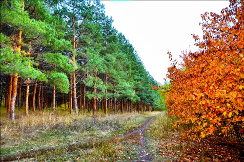 Эксклюзивные авторские фото - Green-Forest-2.jpg