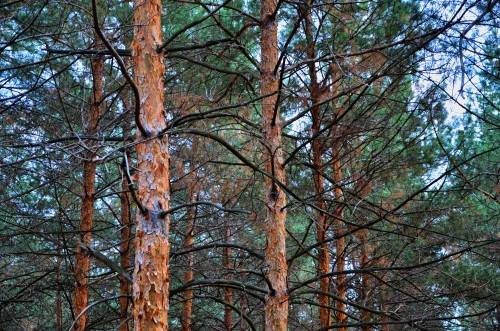 Эксклюзивные авторские фото - Dendropark (2).jpg