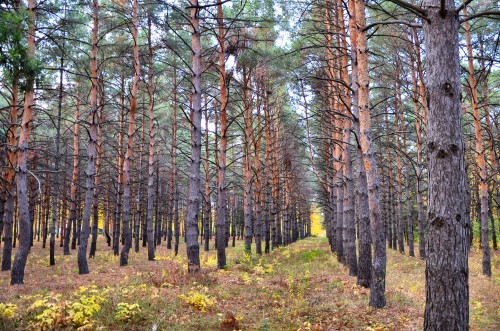 Эксклюзивные авторские фото - Dendropark (3).jpg