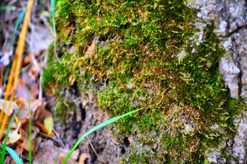 Эксклюзивные авторские фото - Dendro-part (3).jpg