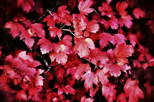 Эксклюзивные авторские фото - Red-Leaves.jpg
