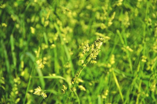 Эксклюзивные авторские фото - Grass-5.jpg