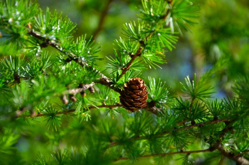 Эксклюзивные авторские фото - Pine-4.jpg