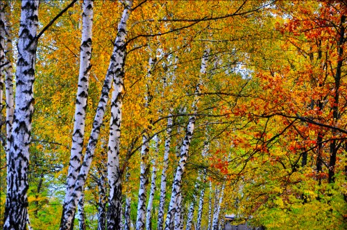 Эксклюзивные авторские фото - Golden-Forest-2.jpg